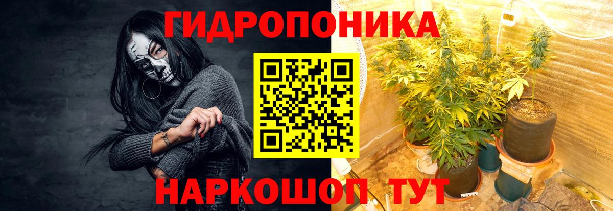 Каннабис сатива Ессентуки